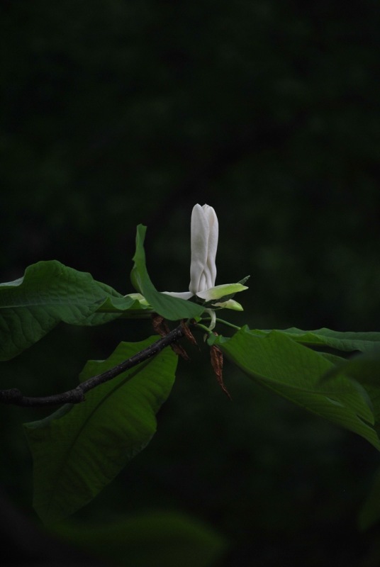 Magnolia Blossom IV