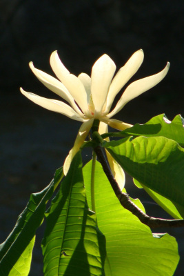 Magnolia Blossom V