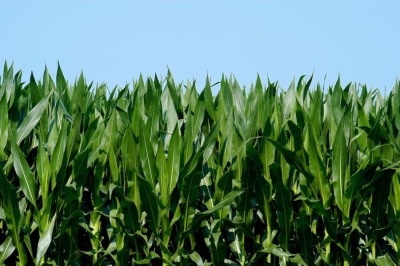 Iconic Corn II